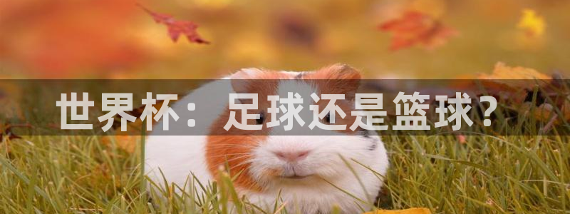 世界杯欧洲区赛程：世界杯：足球还是篮球？